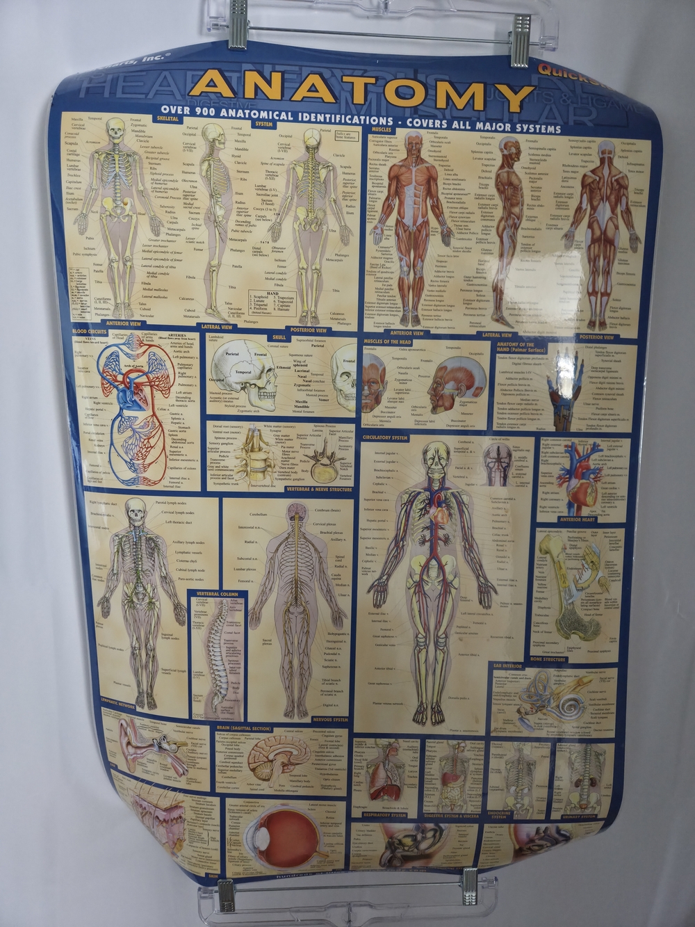 Anatomy Educational Poster for Kids - Blue..Laminated. 34"x24".